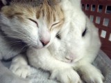 kitty loves bunny kiss hug cute adorable sleeping together kawaii cat rabbit asian.JPG