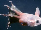 vampire_squid.JPG