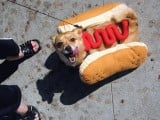 hot_dog.jpg