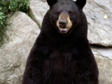 Black-Bear-02.jpg