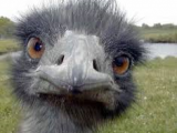 ostrich.png