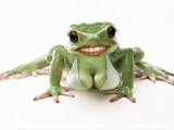 freaky-frog-with-large-breasts-75987.jpg