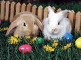 8808386-easter-bunny-eggs.jpg