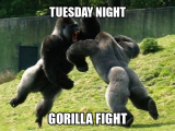 gorilla_fight.png