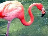 flamingo3.png