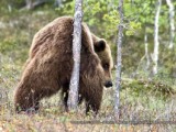 bear-scratching-butt-on-tree-300x199.jpg