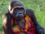 gorilla-in-dress.jpg