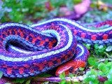 california_red-sided_garter_snake.jpg