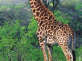 giraffe3.jpg