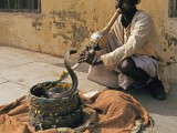 SnakeCharmer_JohnDownerGettyImages-525x412.jpg