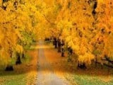 Autumn_Road.jpg