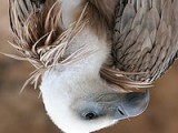 200px-Eagle_beak_sideview_A.jpg