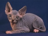 gato-sphynx2.jpg