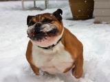 funny_animals_derpy_bulldog_in_the_snow.png