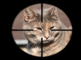 cat-target-aim.jpg