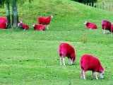 pinksheep2.jpg