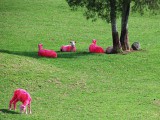 pinksheep1.jpg