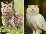 owls-with-cat-heads-are-totally-creepy-cute-1-3070-1369768300-2_big.jpg