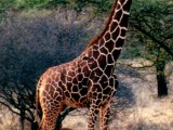 Giraffe%205.jpg