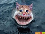 funny cat shark.jpg