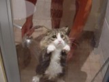 funny-cat-shower.jpg