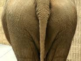 elephants ass.png