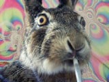 stoned-bunny.jpg