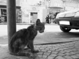 street_cat_by_ernie_e.jpg