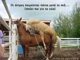 01-HorseSleepG.JPG