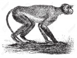 42026930-Langur-monkey-of-the-Miocene-period-in-Greece-vintage-engraved-illustration-Earth-before-ma