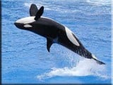 orca-whale2.jpg