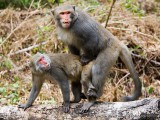 Ershui Monkey Protection Area - 005.jpg