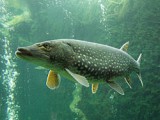 250px-Esox_lucius_ZOO_1.jpg