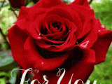 Blooming-rose-for-you-animated-gif-wishes.gif