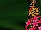 butterfly_nature800.jpg