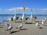 Beggars, Pelicans and Seagulls.jpg