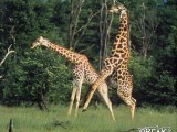 28may24-giraffe-loving.jpg