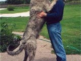 26may24-huge-freaking-dog.jpg