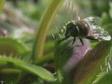 carnivorous plant trapped fly.gif