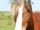 depositphotos_74452093-stock-photo-portrait-of-beautiful-brown-horse.jpg