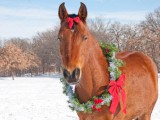 depositphotos_6779419-stock-photo-red-bay-horse-wearing-a.jpg