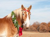 depositphotos_5868714-stock-photo-belgian-draft-horse-with-a.jpg