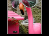 pink flamingo 5.png