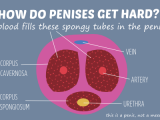 How-do-penises-get-hard.png