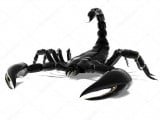 depositphotos_38386135-stock-photo-black-scorpion.jpg