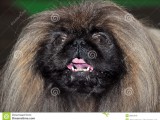 pekingese-dog-portrait-lion-lion-pelchie-peke-ancient-breed-toy-originating-china-called-39513278.jp