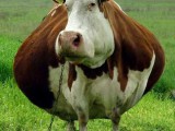 Funny-Cow-30.jpg