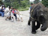 06apr16-elephant-tug-of-war.jpg