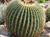 barrel%20cactus.jpg