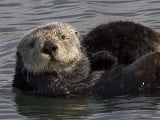 280px-Sea_otter_cropped.jpg